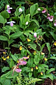 CYPRIPEDIUM GARDEN ORCHIDS REGINA KENTUCKY PINK PUEBLO