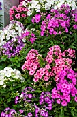 PHLOX FLAME SERIES MIXED
