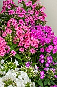 PHLOX FLAME SERIES MIXED