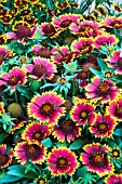 GAILLARDIA WILD FIRE