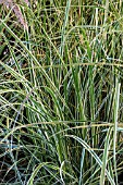 PENNISETUM SETACEUM SKY ROCKET