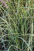 PENNISETUM SETACEUM SKY ROCKET