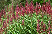 LOBELIA TUPA