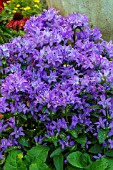 CAMPANULA FREYA