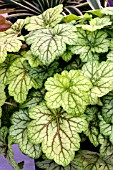 HEUCHERA CIRCUS