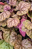 HEUCHERA APRICOT