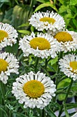 LEUCANTHEMUM SUPERBUM REAL NEAT