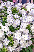 PHLOX FLAME SERIES BLUE