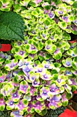 HYDRANGEA MACROPHYLLA MAGICAL AMETHYST