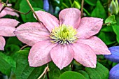 CLEMATIS LITTLE MERMAID