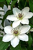 CLEMATIS DESTINY