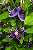 CLEMATIS FASCINATION