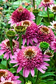 ECHINACEA PURPUREA BUTTERFLY KISSES