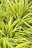 HAKONECHLOA STRIPE IT RICH