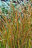 CAREX TESTACEA PRARIE FIRE