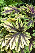 HEUCHERA GOLD ZEBRA