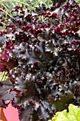 HEUCHERA BLACK TAFFETA