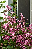 SYRINGA BOOMERANG PINK PARFUME