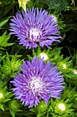 STOKESIA LAEVIS MELS BLUE