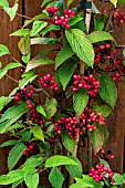 VIBURNUM PLICATUM KILIMANJARO SUNRISE