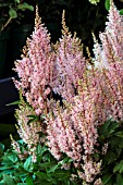 ASTILBE LOOK AT ME