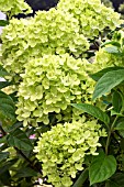 HYDRANGEA PANICULATA LITTLE LIME