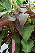 HYDRANGEA ASPERA HOT CHOCOLATE