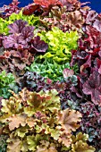 HEUCHERA MIXED