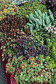 SEDUM MIXED LIVING ROOF PLANTS