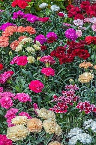DIANTHUS_MIXED_PINKS