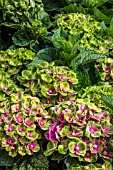 HYDRANGEA MACROPHYLLA GREENFIRE