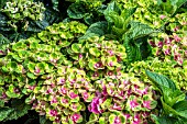 HYDRANGEA MACROPHYLLA GREENFIRE