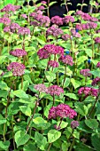 HYDRANGEA ARBORESCENS PINK ANNABEL