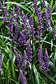 LIRIOPE MUSCARI