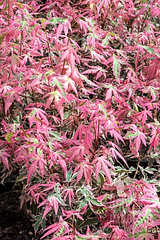 ACER_MARLO_JAPANESE_JEWELS