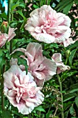 HIBISCUS SYRIACUS PINK CHIFFON