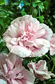 HIBISCUS SYRIACUS PINK CHIFFON