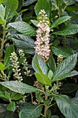 CLETHRA ALNIFOLIA SIXTEEN CANDLES