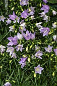 CAMPANULA CHARMING MEE