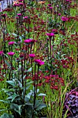 ECHINACEA PURPUREA FATAL ATTRACTION WITH COREOPSIS AND GRASSES