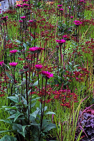 ECHINACEA_PURPUREA_FATAL_ATTRACTION_WITH_COREOPSIS_AND_GRASSES