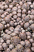 OROSTACHYS STURNWURZ