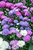 ASTER VICTORIA