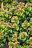 LEUCOTHOE AXILLARIS CURLY RED