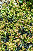 LEUCOTHOE AXILLARIS TWISTING RED