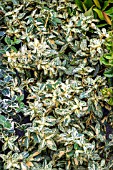 EUONYMUS FORTUNEI GOLDEN HARLEQUIN