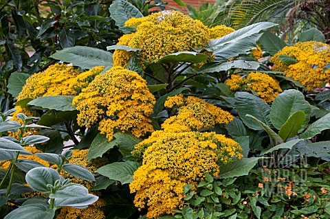 SENECIO_GRANDIFLORA