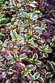 COPROSMA REPENS INFERNO