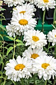 LEUCANTHEMUM X SUPERBUM VICTORIAN SECRET