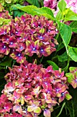 HYDRANGEA MACROPHYLLA SCHLOSS WACKEBARTH